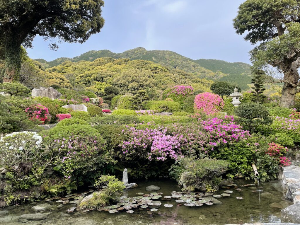 ツツジが咲きました 糸島 金龍寺【公式】 ツツジが咲きました 糸島 金龍寺【公式】
